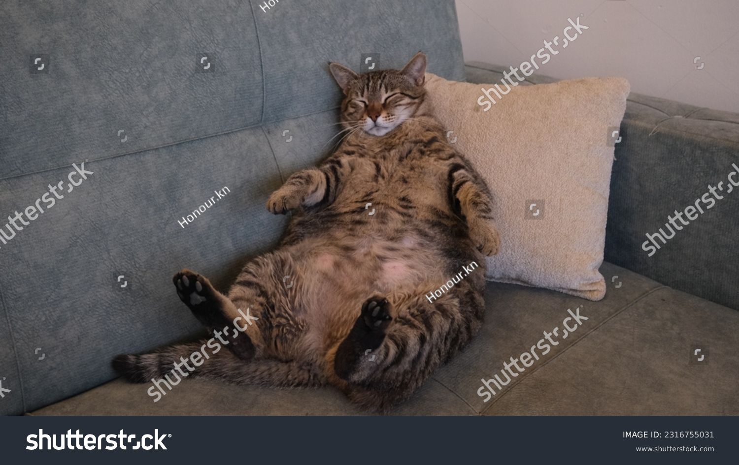 fat brown tabby cat on the sofa
 #2316755031