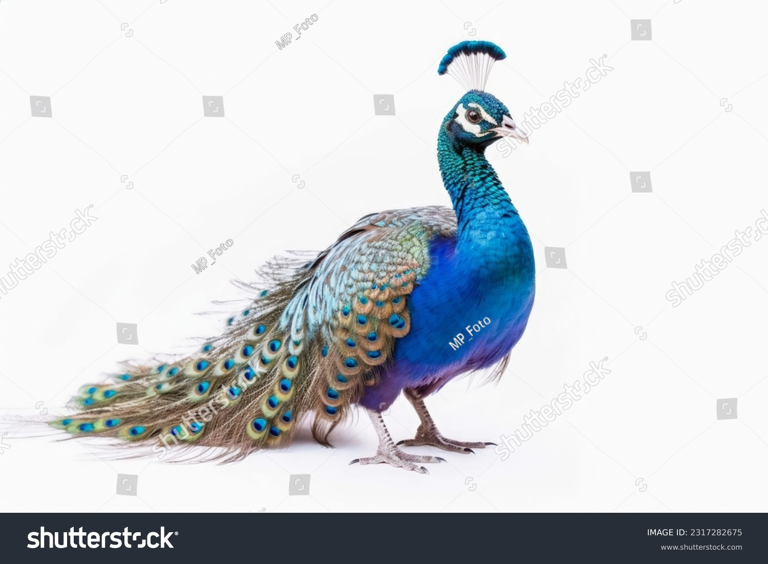 A beautiful peacock on a white background #2317282675