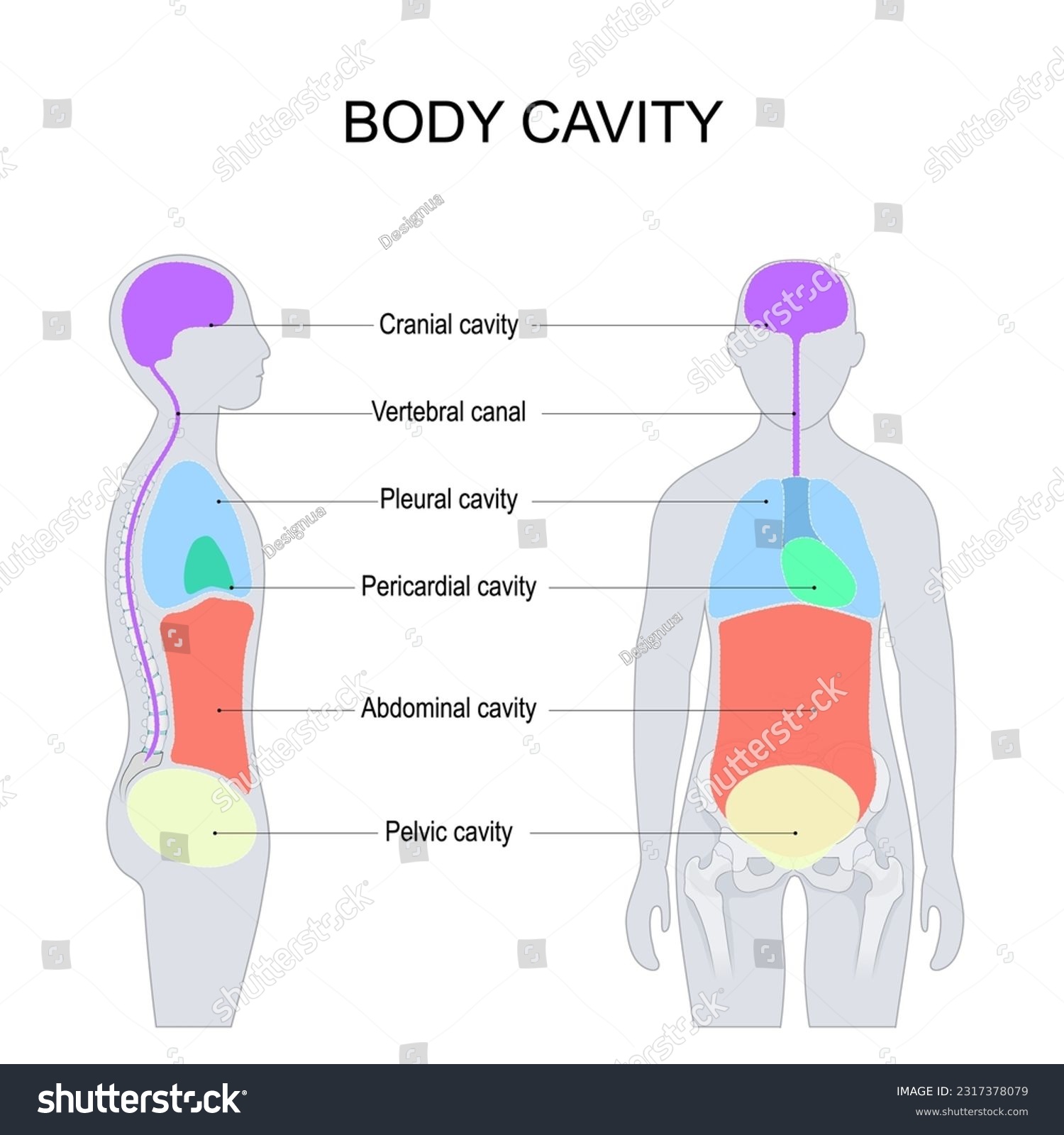 Body Cavities. Dorsal And Ventral Body Cavities - Royalty Free Stock ...