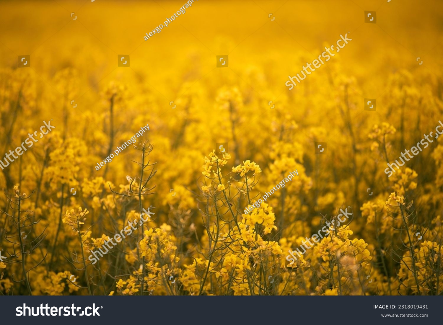 Blooming canola flowers close up. Rape on the field in summer. Bright Yellow rapeseed oil. Rapeseed field agriculture landscape. Canola flower field close up. Agriculture rapeseed field #2318019431