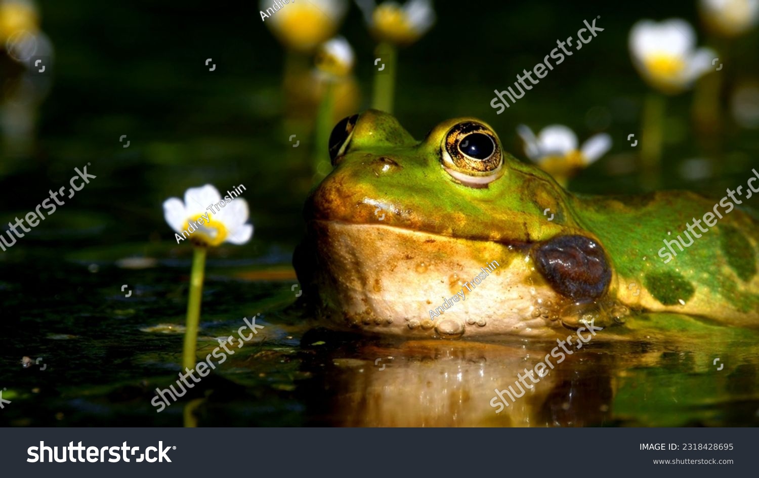 A frog is resting in the lake #2318428695
