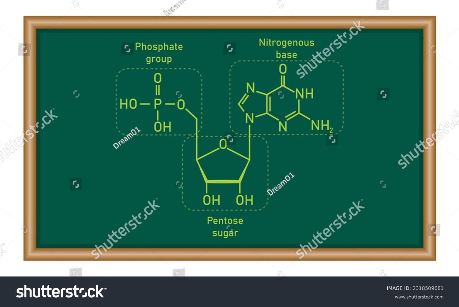 Chemical structure of DNA nucleotide. Three - Royalty Free Stock Vector ...