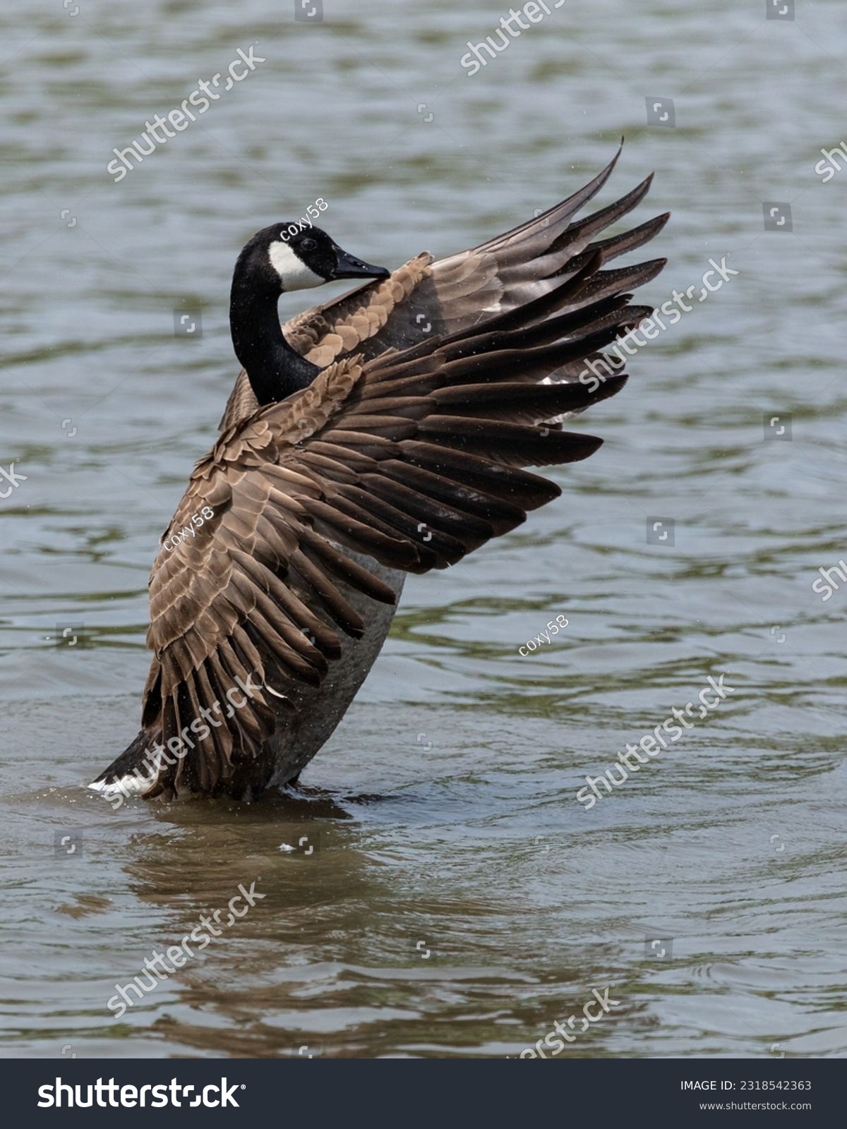 Canada Goose in water and flapping its wings. #2318542363