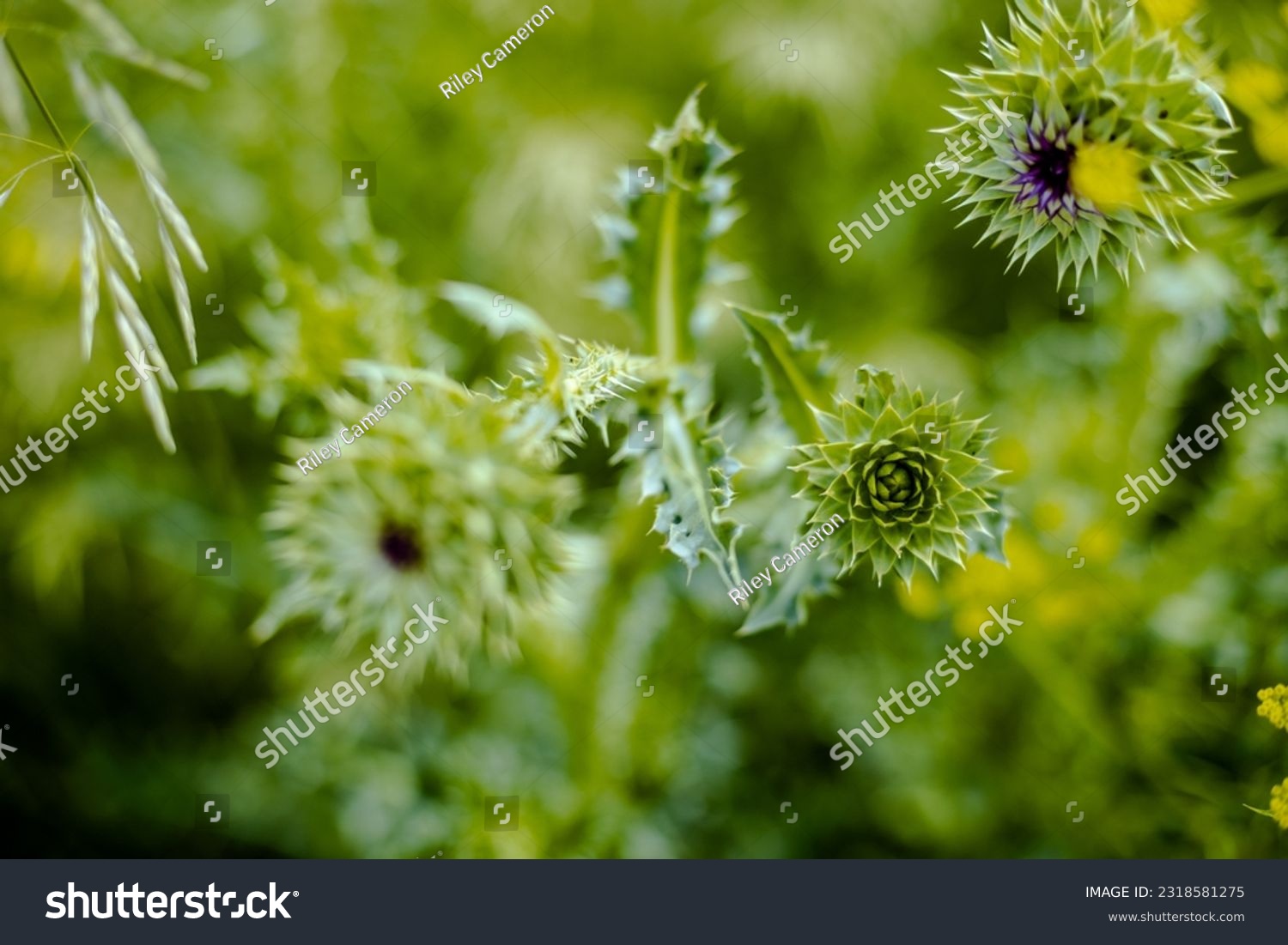 Closeup of Cow Thistle (sonchus oleraceus) Growing in the Wild #2318581275