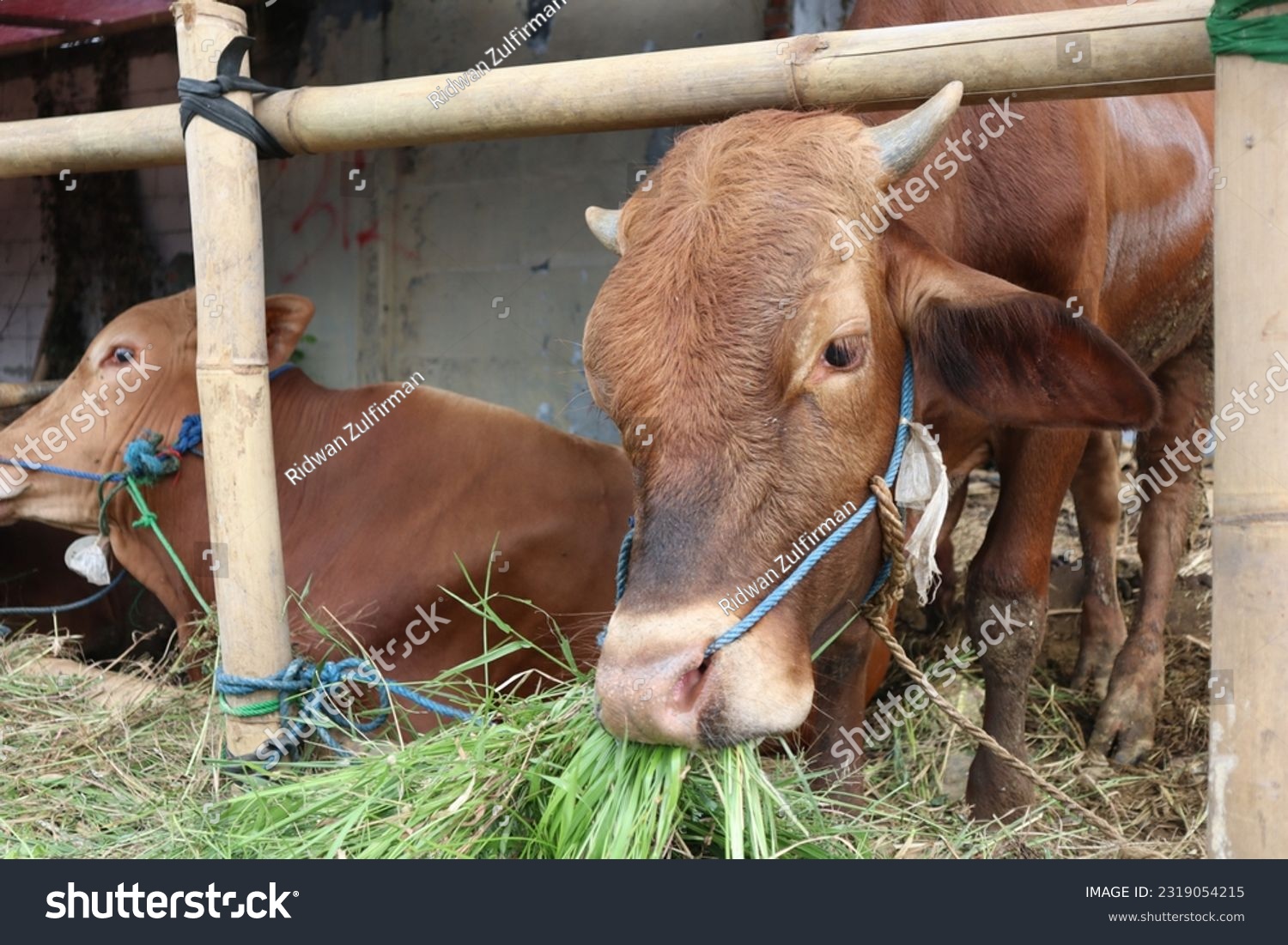 Some cows (sapi) in the traditional animal market in preparation for the Eid al-Adha day #2319054215