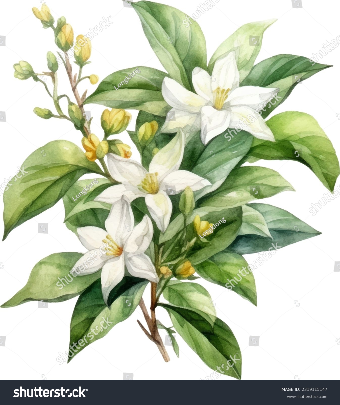 Asiatic Jasmine Watercolor illustration. Hand drawn underwater element design. Artistic vector marine design element. Illustration for greeting cards, printing and other design projects. #2319115147