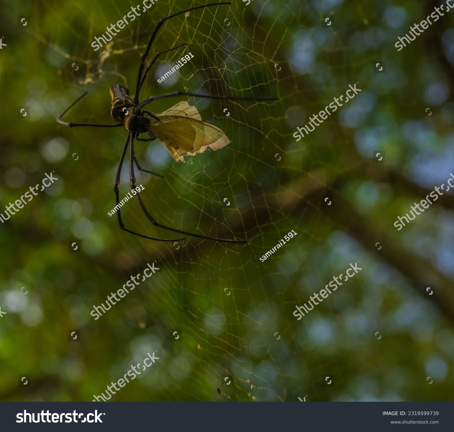 Came across this forest spider successfully hunting down its prey while trekking through a forest in Madurai, Tamil Nadu. Shot on 28th Sep, 2021. #2319599739