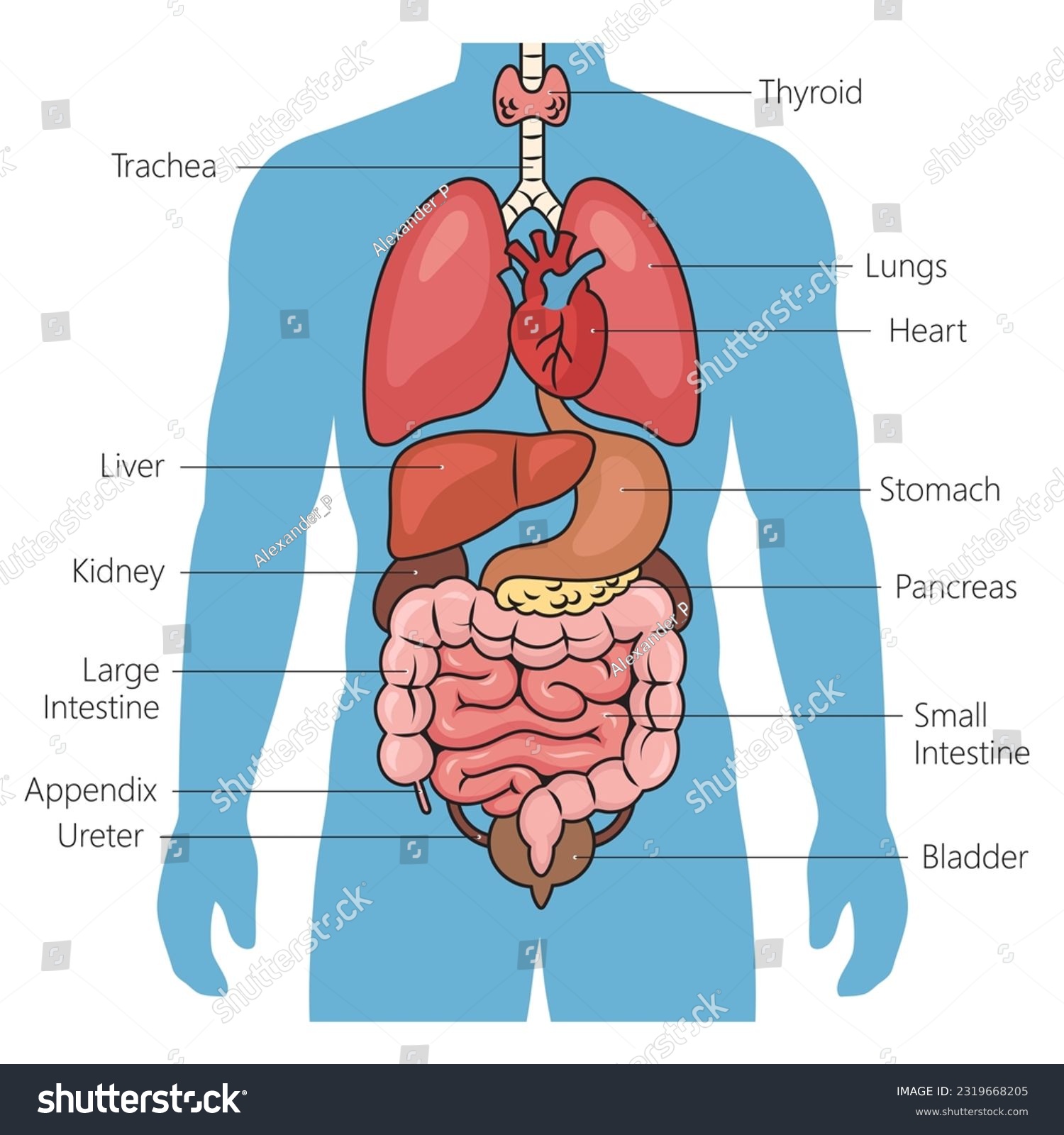 Human Internal Organs Diagram Schematic Vector Royalty Free Stock Vector Avopix Com