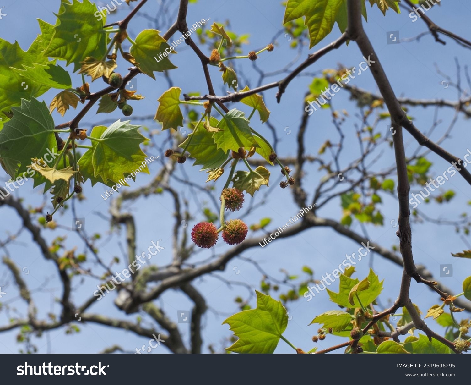 Platanus × acerifolia, branch with maple-like leaves, seed pods and flowers, against blue sky. Platanus × hispanica or London plane is a large deciduous tree of the plane-tree family Platanaceae. #2319696295