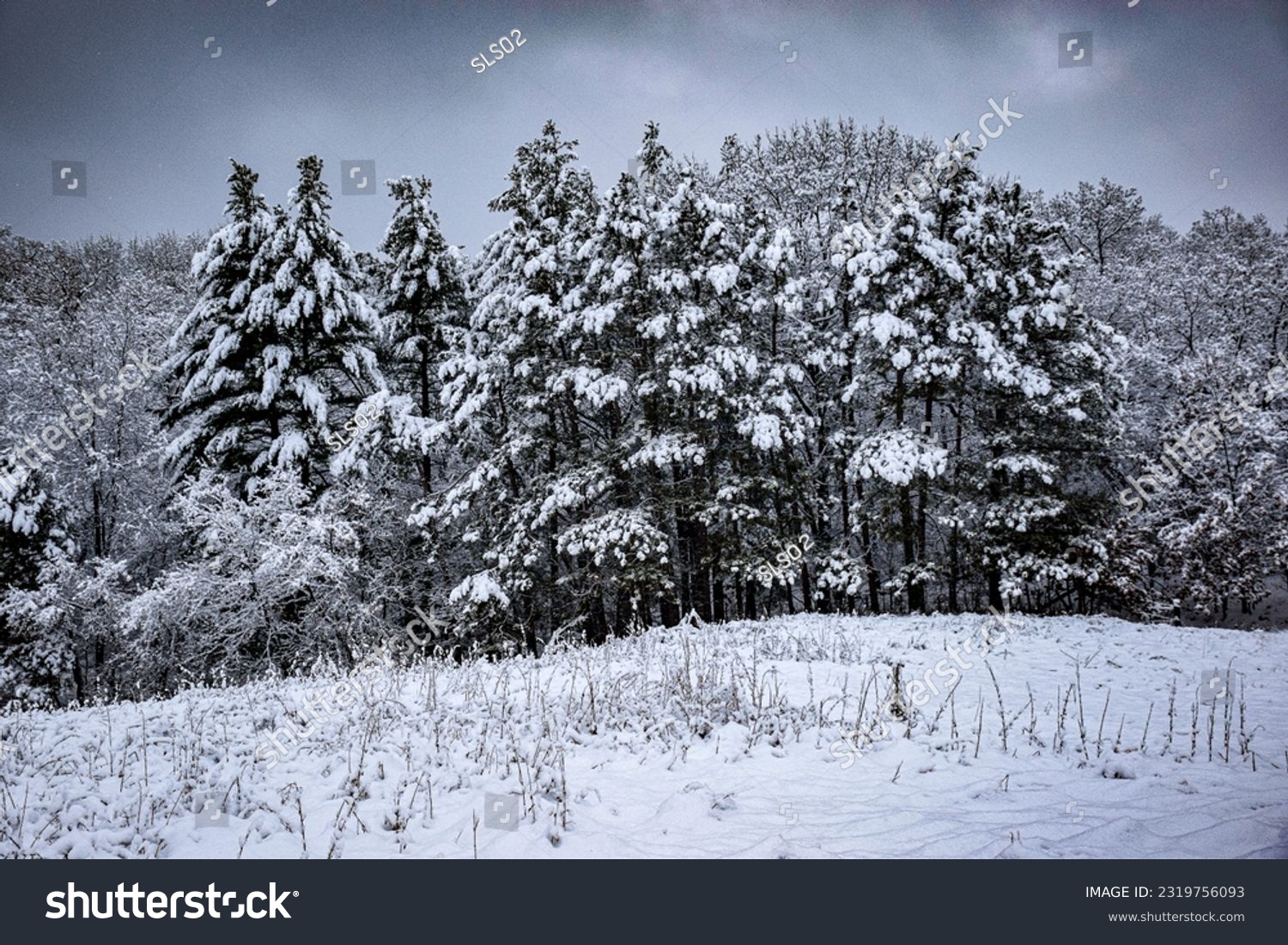 Snow covered trees adjacent to a field with freshly fallen snow #2319756093