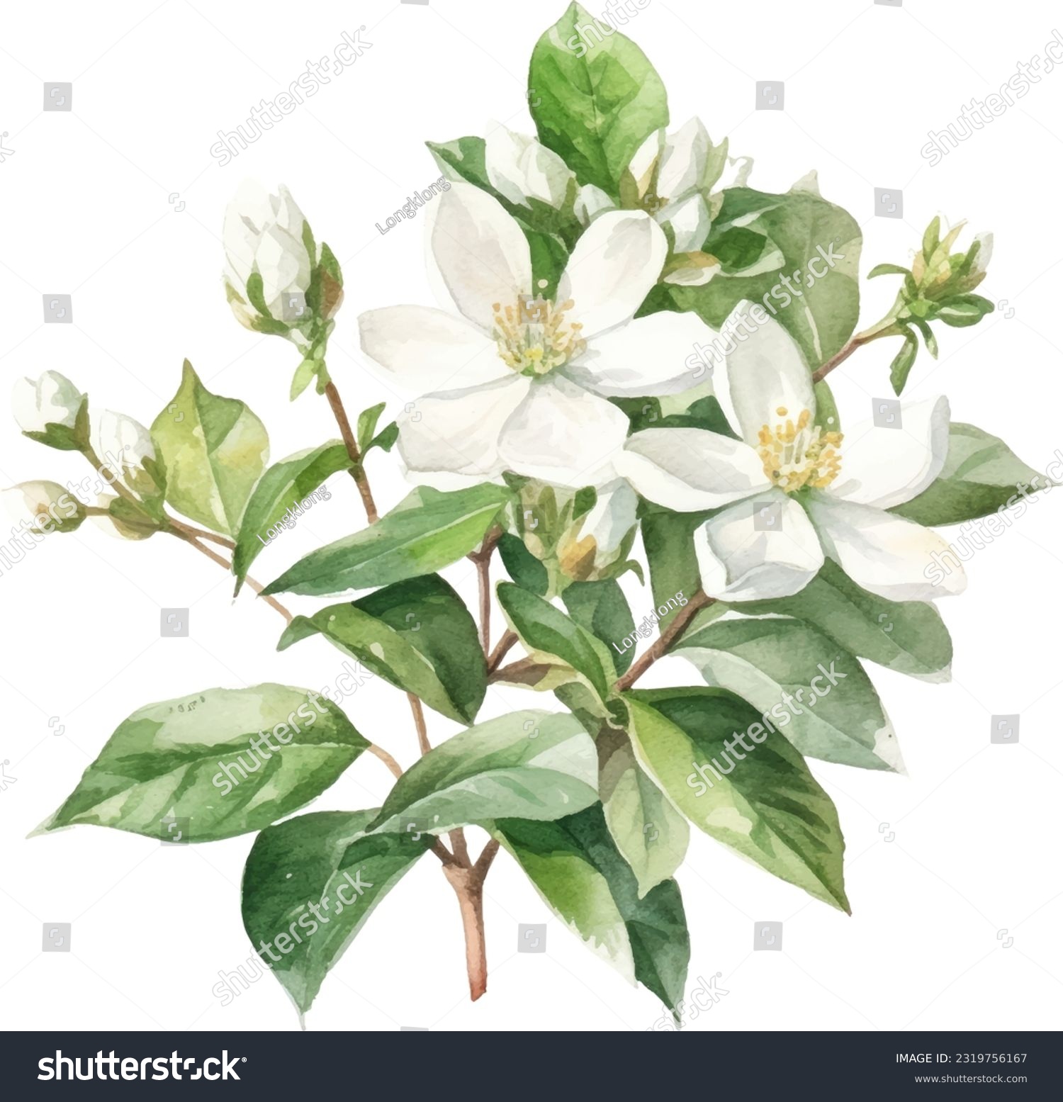 Asiatic Jasmine Watercolor illustration. Hand drawn underwater element design. Artistic vector marine design element. Illustration for greeting cards, printing and other design projects. #2319756167