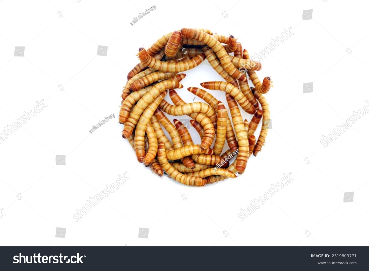 Mealworms are the larval form of the mealworm beetle. Tenebrio Molitor a species of darkling beetle. Mealworms are used for food for pets or as bait by fishermen. Mealworms are edible for humans.  #2319803771