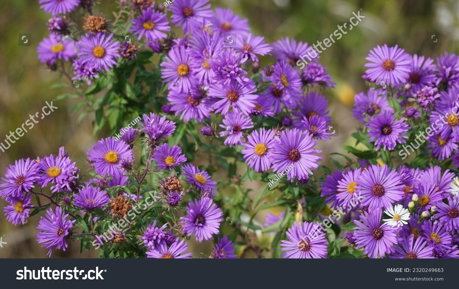 Symphyotrichum novae-angliae  is a species of flowering plant in the aster family (Asteraceae), commonly known as New England aster, hairy Michaelmas-daisy, or Michaelmas daisy #2320249663
