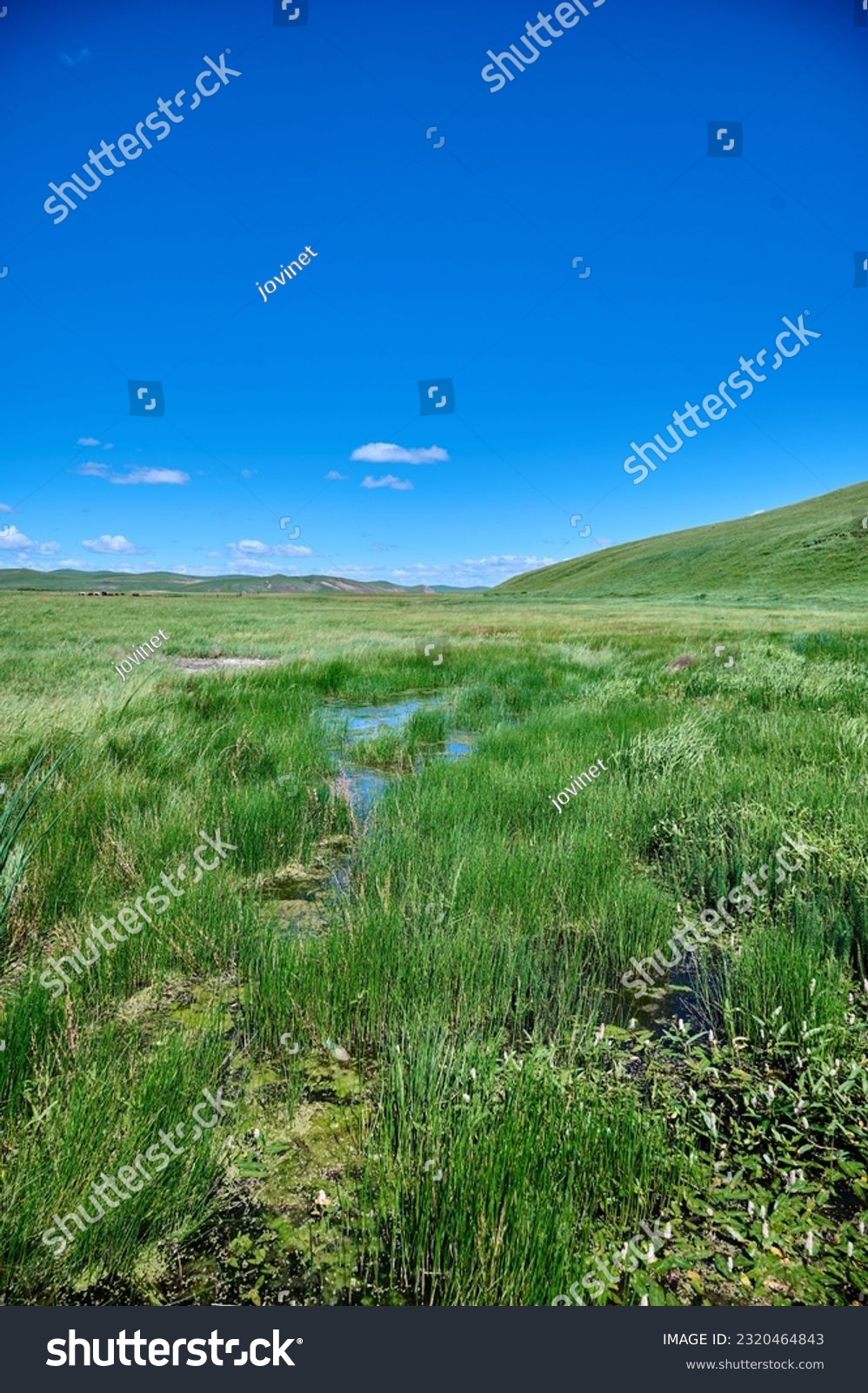 Hulunbeier grassland in Inner Mongolia, a swamp in the grassland #2320464843