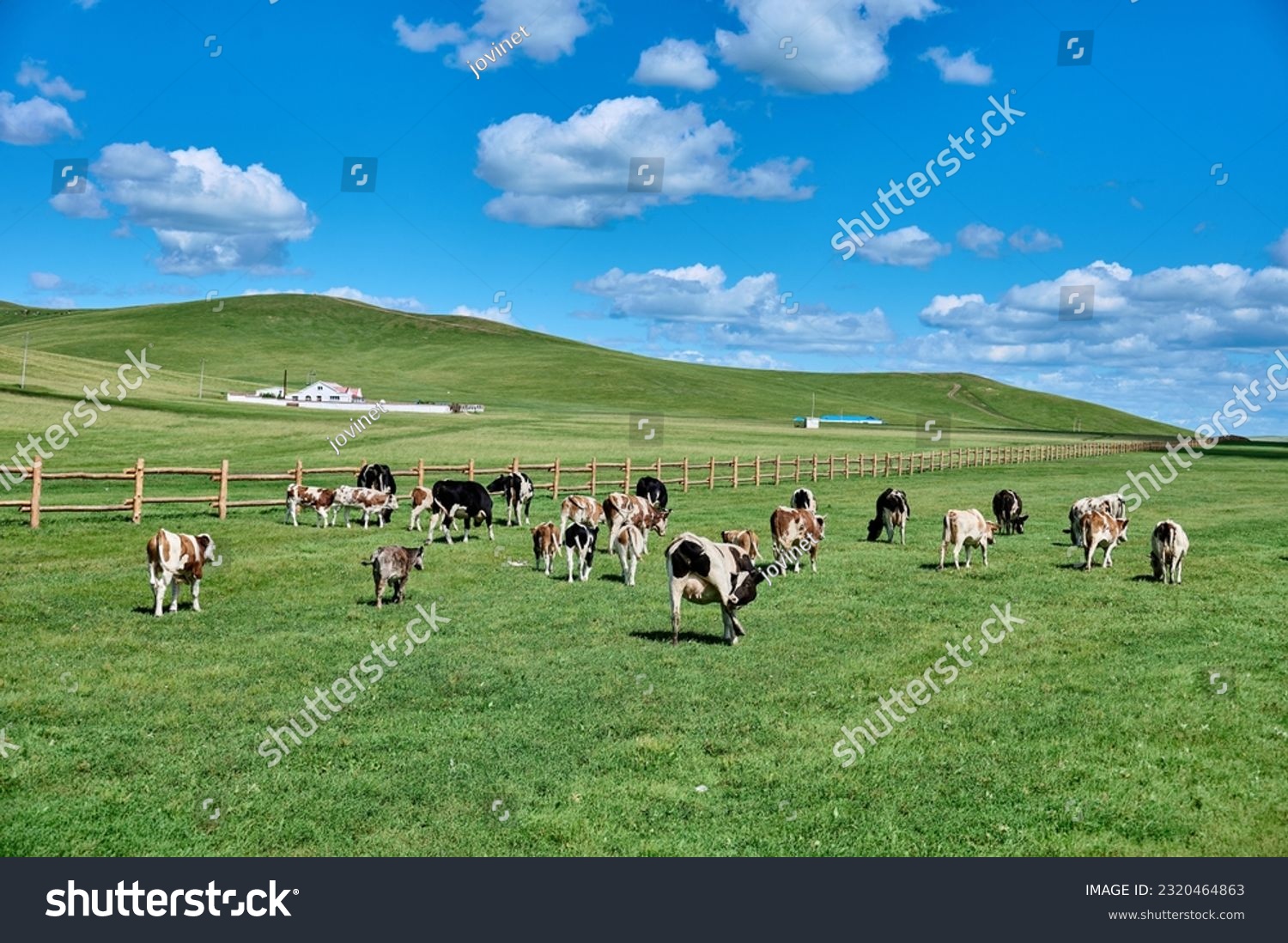Hulunbeier grassland in Inner Mongolia, dairy farm #2320464863