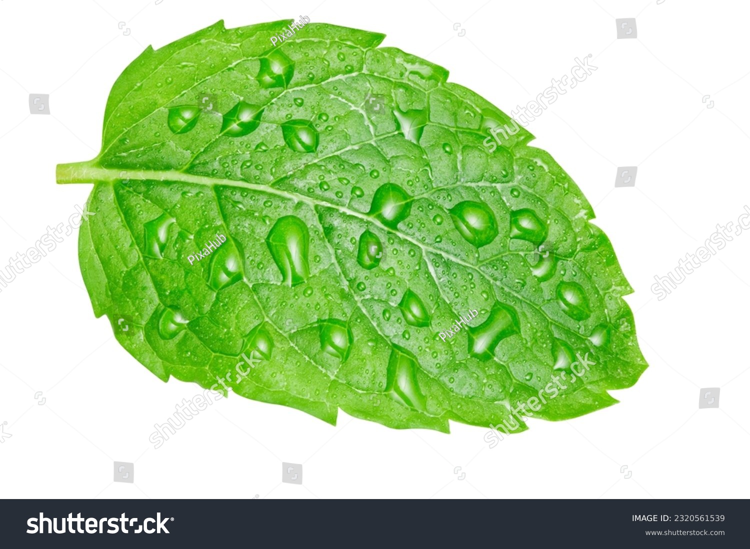 Wet mint leaves isolated on white background. Wash fresh mint leaves #2320561539