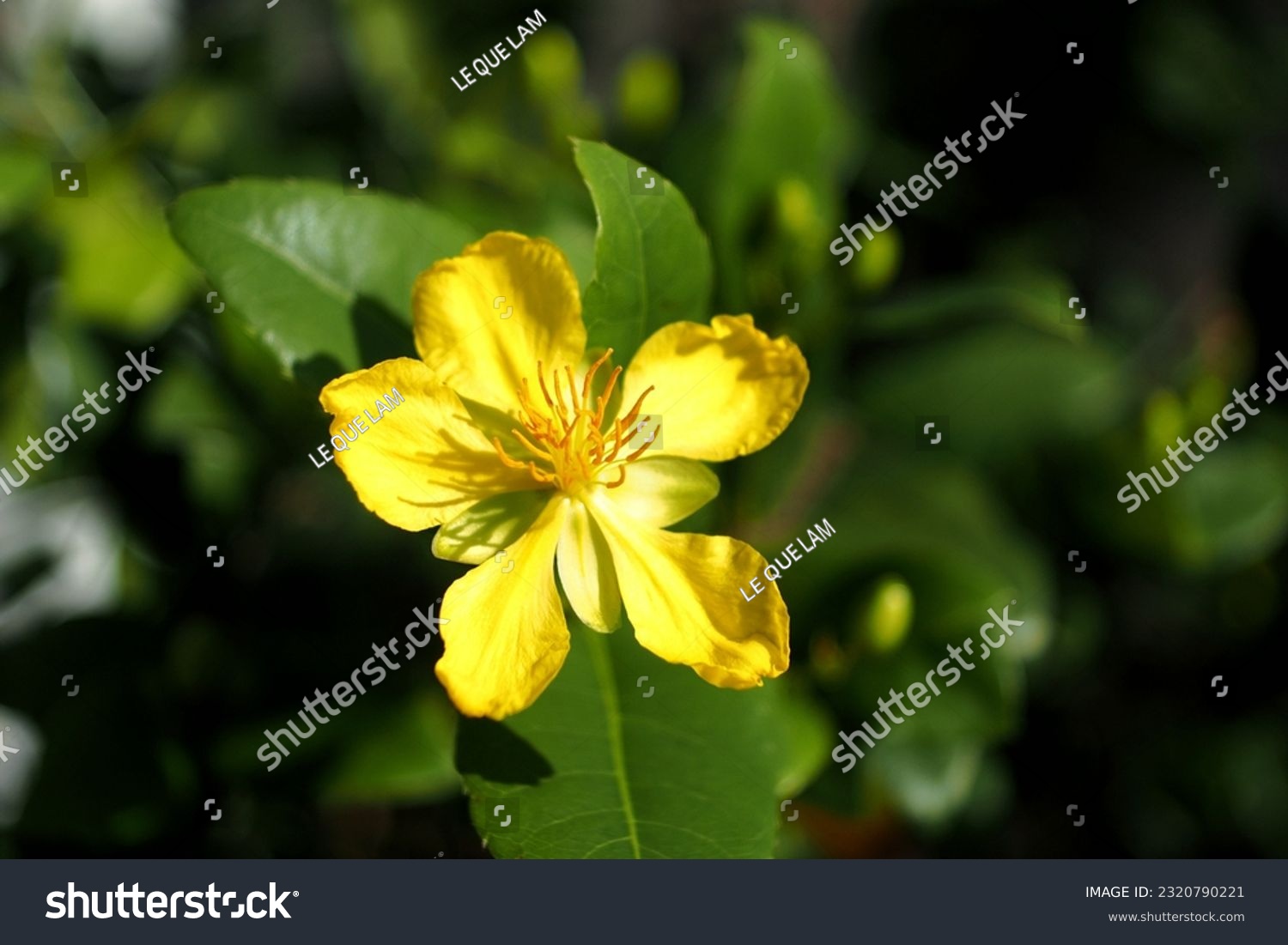 In Vietnam, the variety of O. integerrima whose flowers have five petals is called mai vàng (yellow mai), whereas mai núi (mountain mai) flowers have between five and nine petals. #2320790221