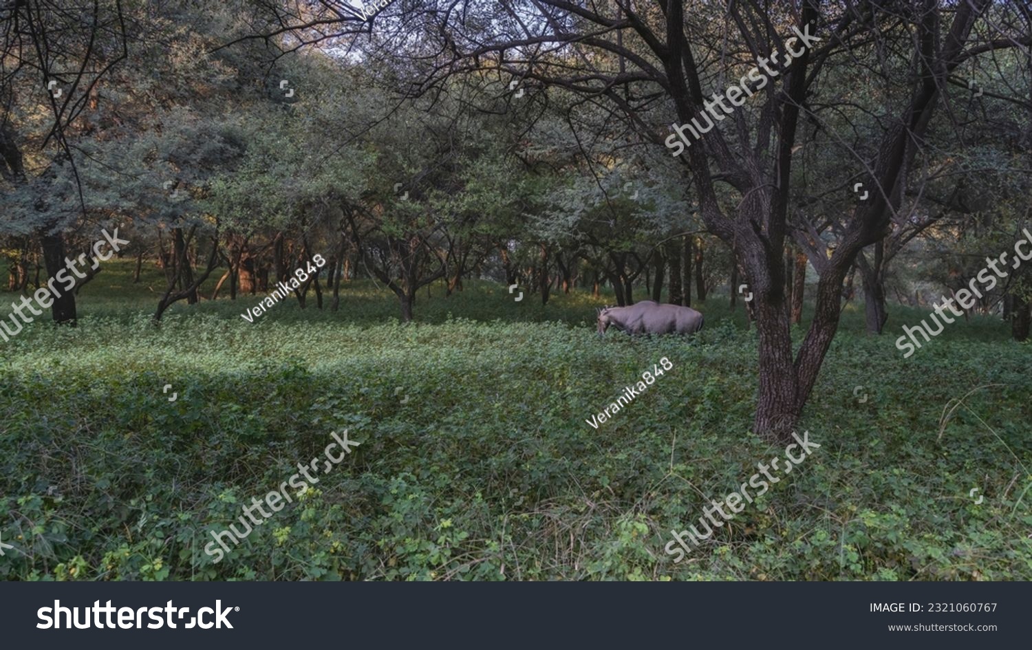In the thickets of the shady jungle, in a clearing with green grass, an antelope nilgai – Boselaphus tragocamelus  grazes. India. Ranthambore National Park. #2321060767