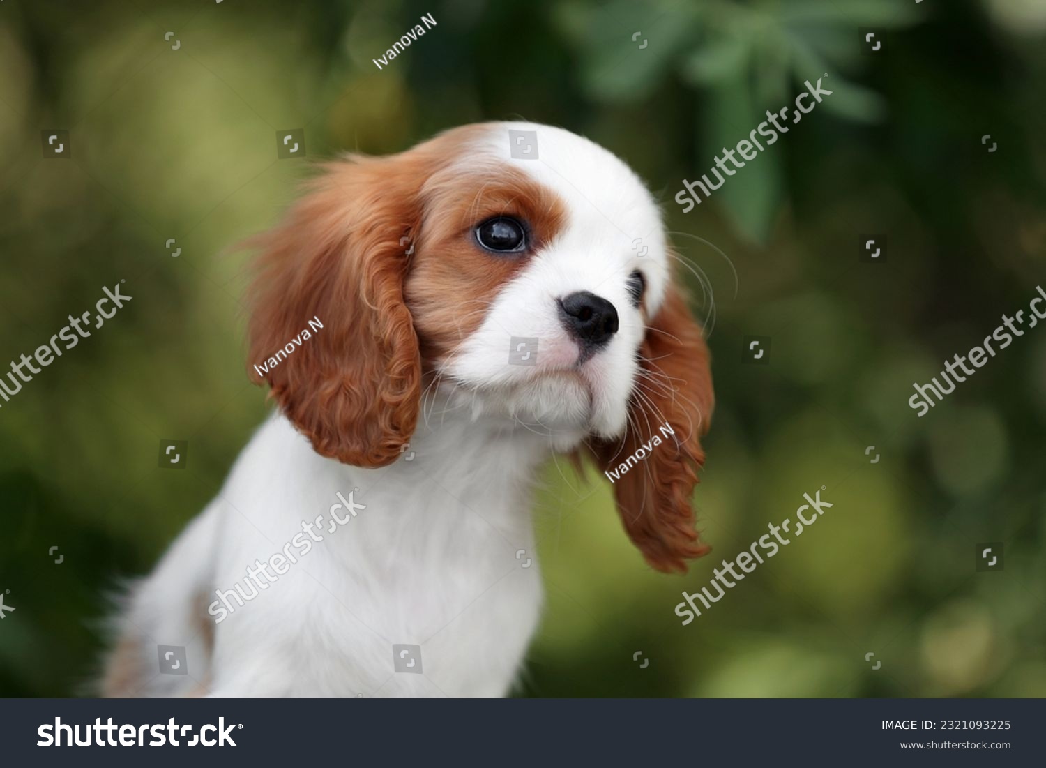 Cute little puppy cavalier king charles spaniel #2321093225