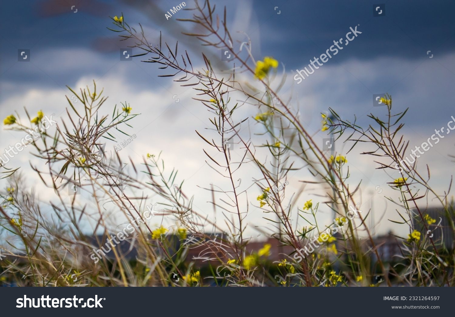 Aspalathus Linearis Rooibos Plant with tiny yellow flowers in bloom against gloomy dark blue sky low angle view. Wildflowers growing in a meadow. Leaves are used to make herbal tea rooibos.  #2321264597