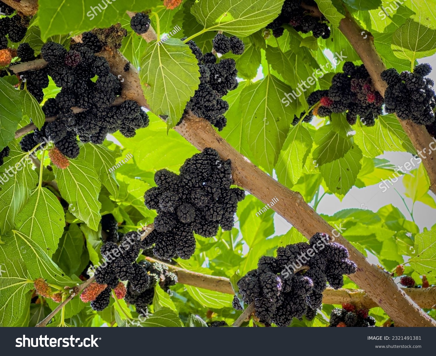 Many black mulberry bunches on tree branches. Black morus berries in garden. Mulberry tree with ripe morus fruit outdoor. Superberry Black Mulberry Tree. #2321491381