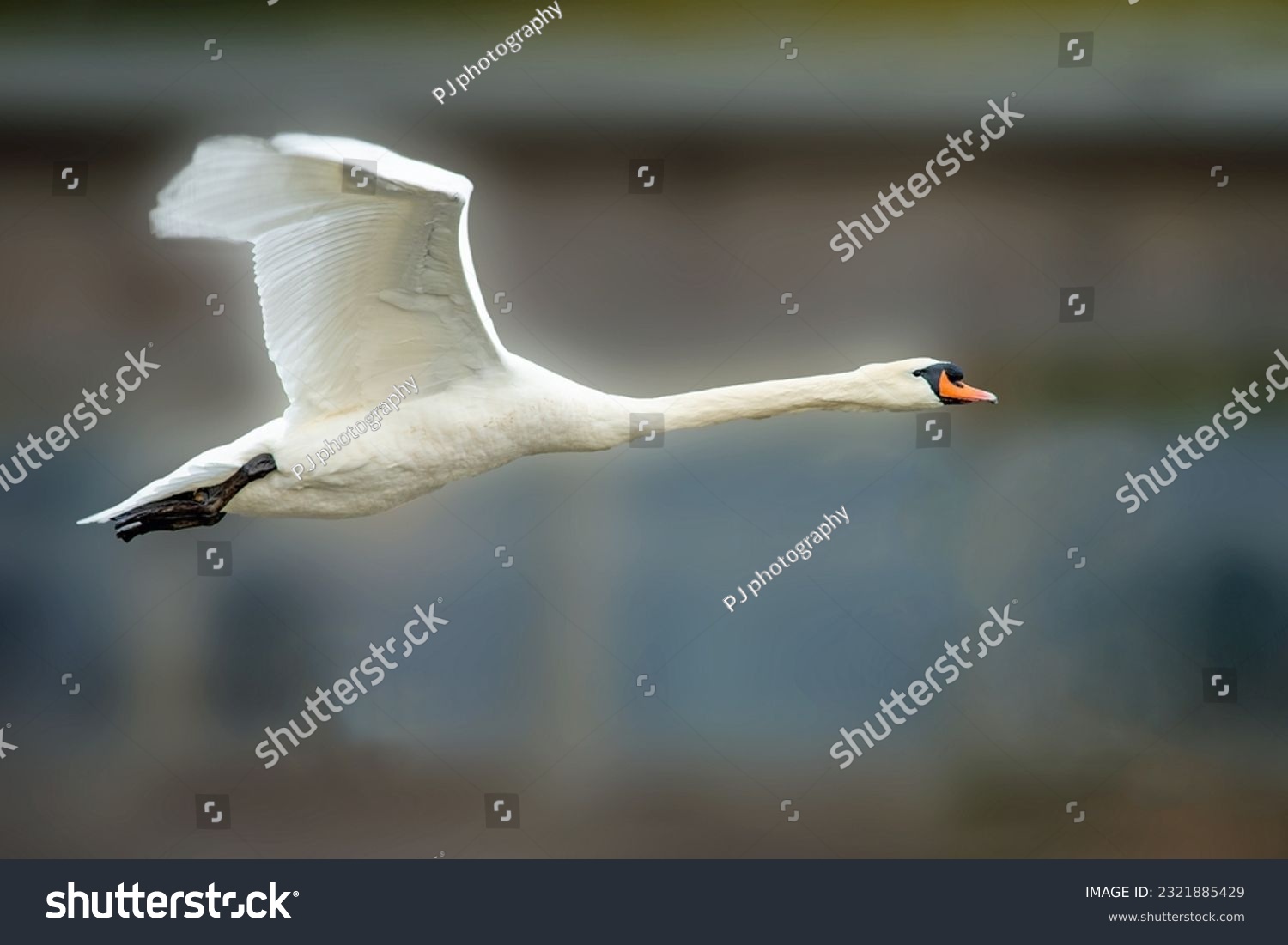 Mute swan, Cygnus olor, in flight with diffused background at Slimbridge WWT in early spring, Gloucestershire, UK #2321885429