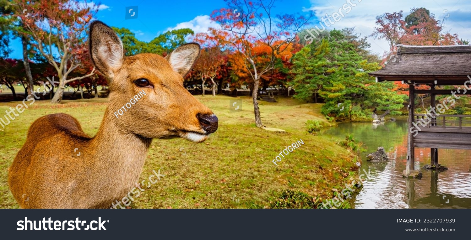 Nara park in Japan. Young deer. Asian fauna. Deer near river. Nara park area. Hornless deer on green lawn. Natural attractions of Japan. Wooden gazebo in pond. Animals from Japan. #2322707939