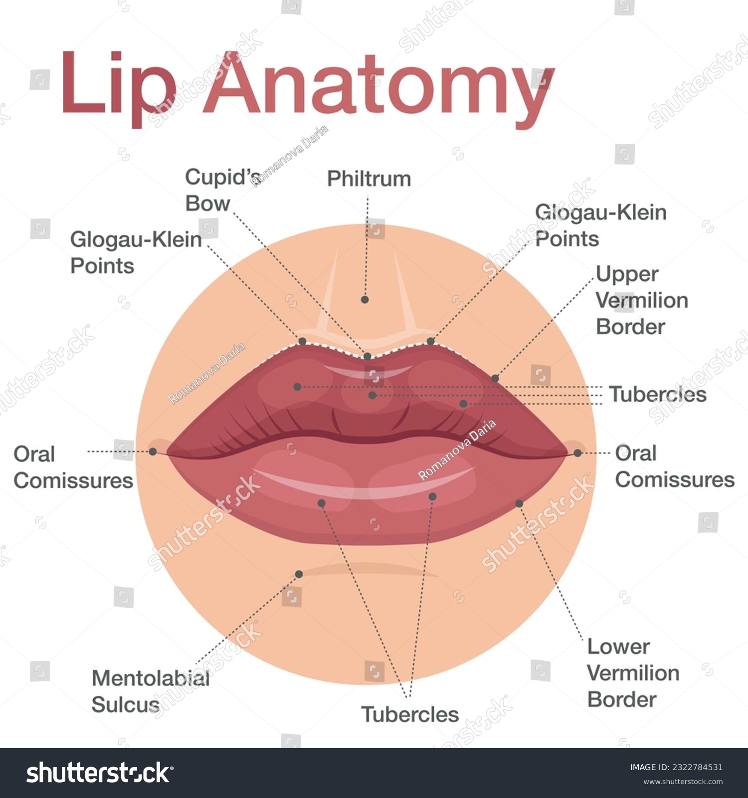 Anatomy of lips infographic with detailed - Royalty Free Stock Vector ...