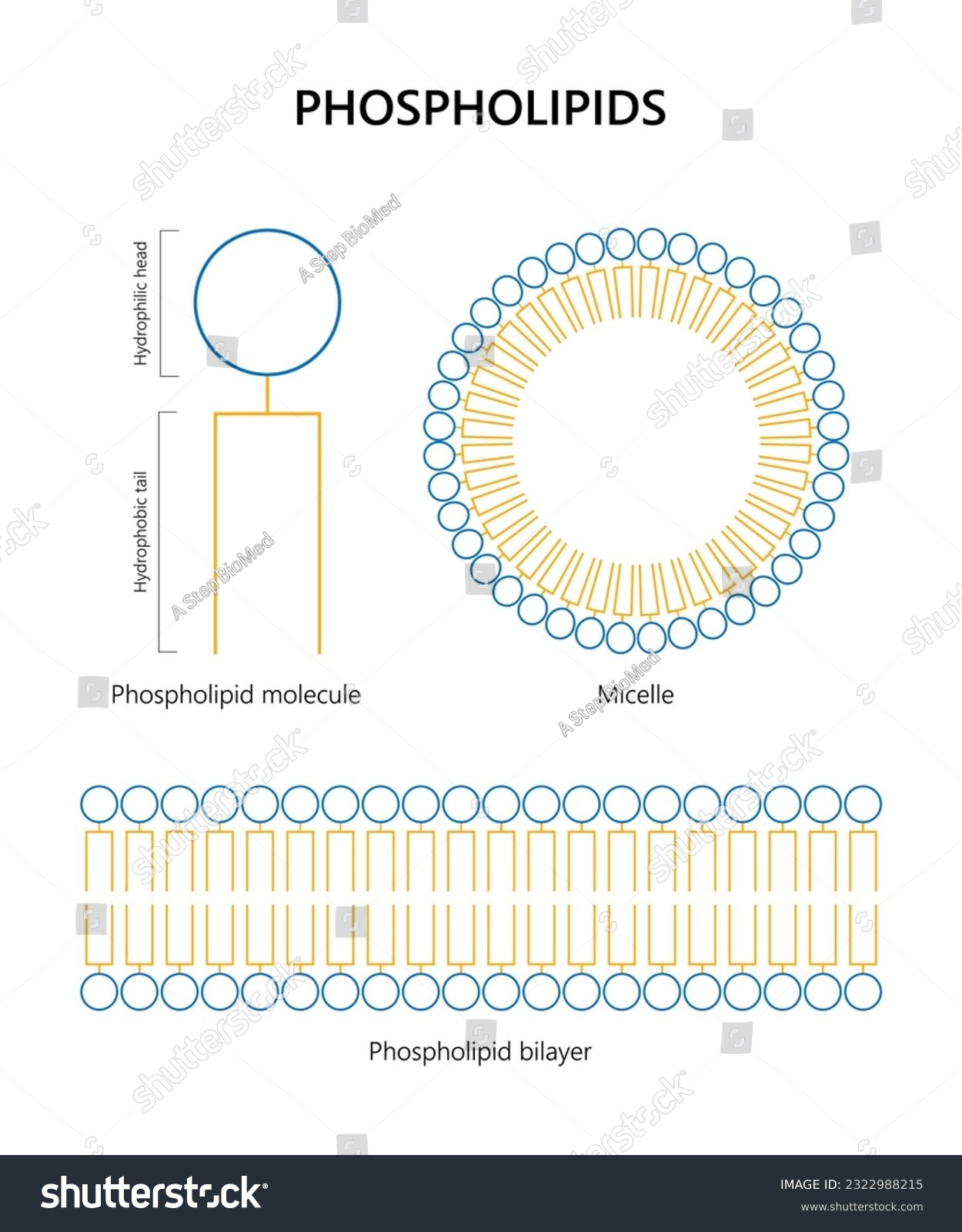 Phospholipid Molecule Lipid Bilayer Micelle Royalty Free Stock Vector 2322988215 4302