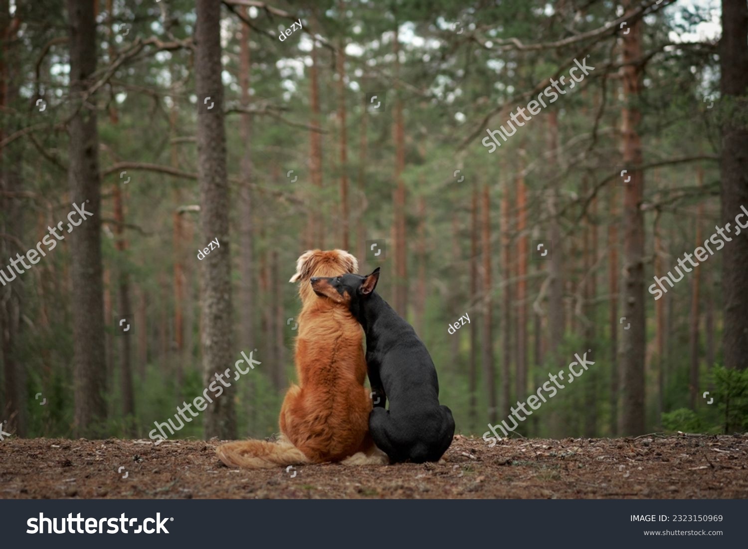 two dogs are hugging, sit with their backs and look at the forest. Nova Scotia Duck Tolling Retriever and Standard Pinscher on nature  #2323150969