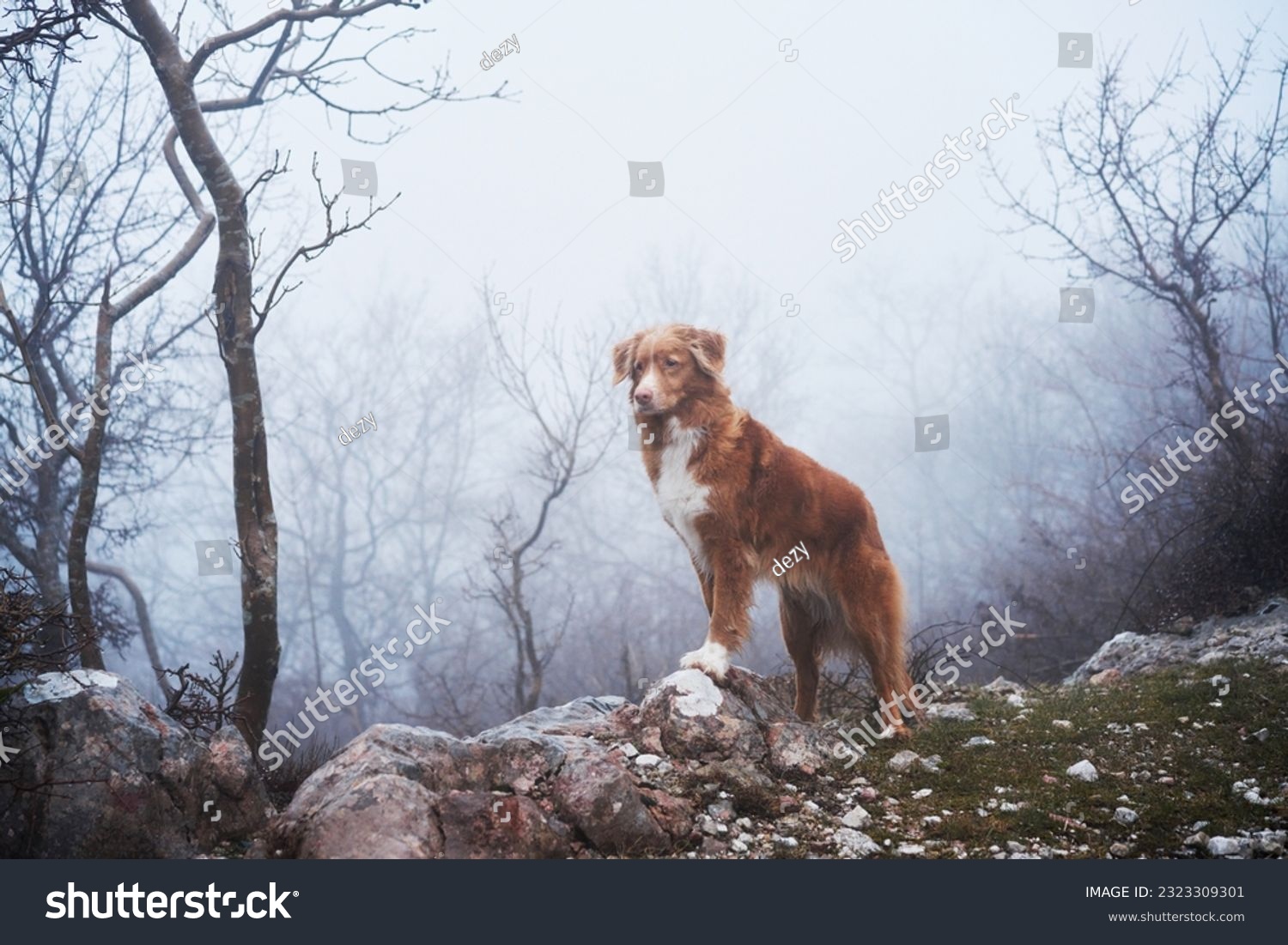 Red dog in a foggy mystical forest. Nova Scotia duck tolling retriever in nature. Hiking with a pet. forest fairy tale #2323309301
