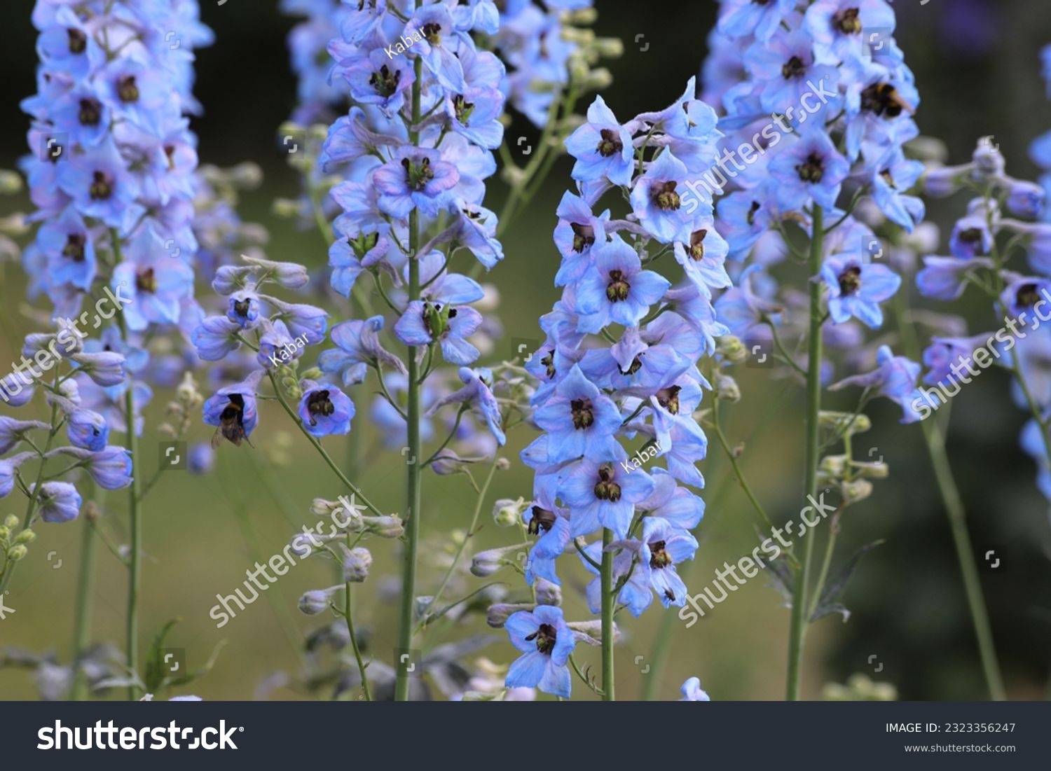 Delphinium elatum in the garden. Double blue flower. #2323356247