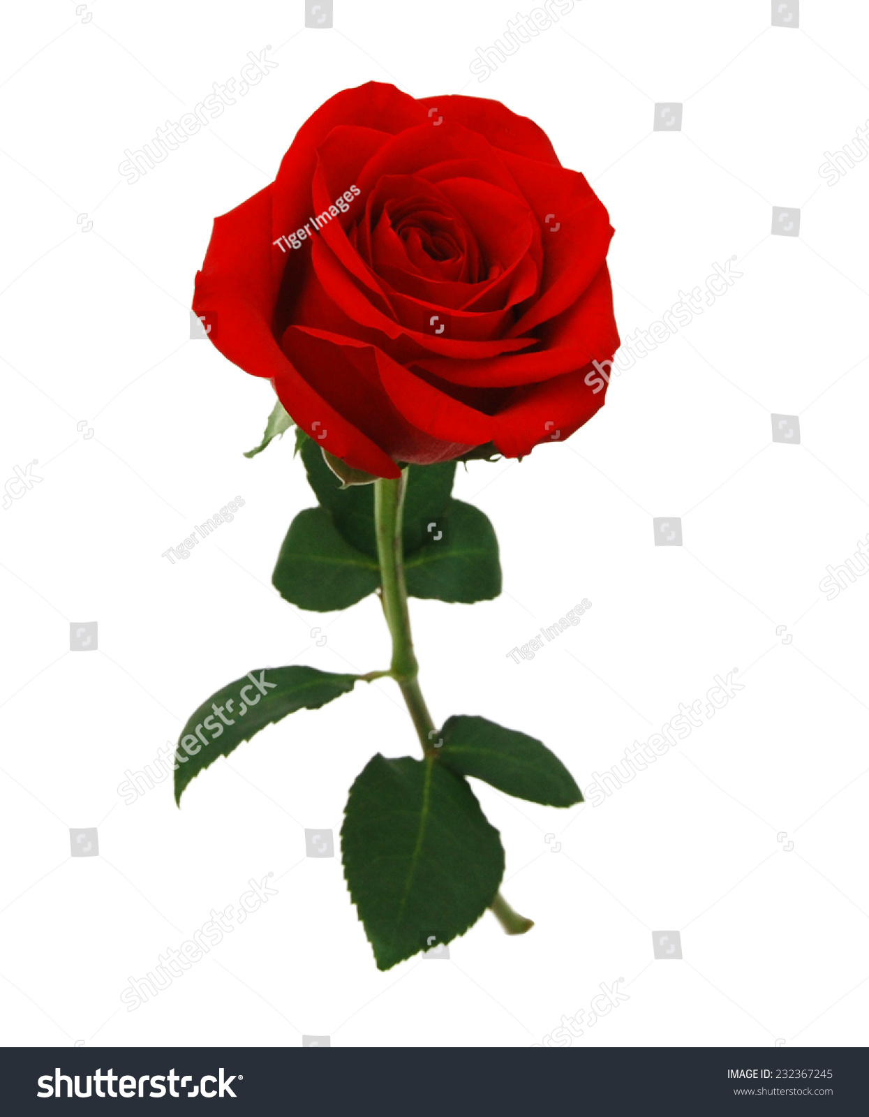 Red rose isolated on white background  #232367245