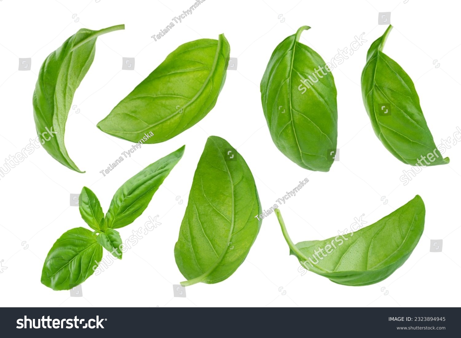 Set of flying basil leaves on white background with clipping path. #2323894945