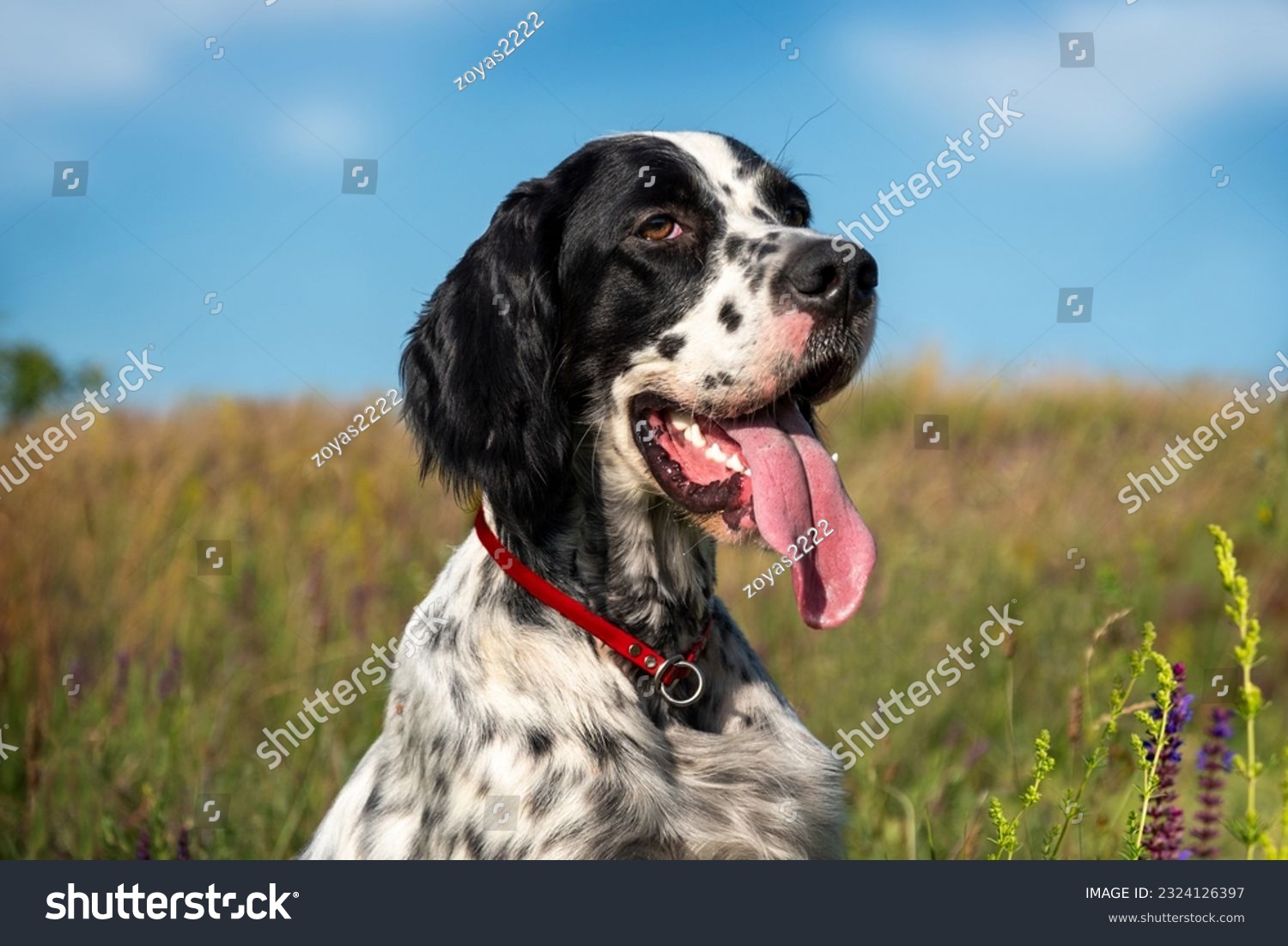 Portrait of a young beautiful dog breed English Setter on the background of a flowering meadow and a blue sky. Hunting dogs. #2324126397