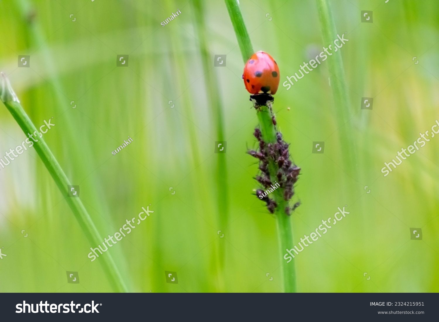 Beneficial insect ladybug red wings and black dotted hunting for plant louses as biological pest control and natural insecticide for organic farming with natural enemies reduces agriculture pesticides #2324215951