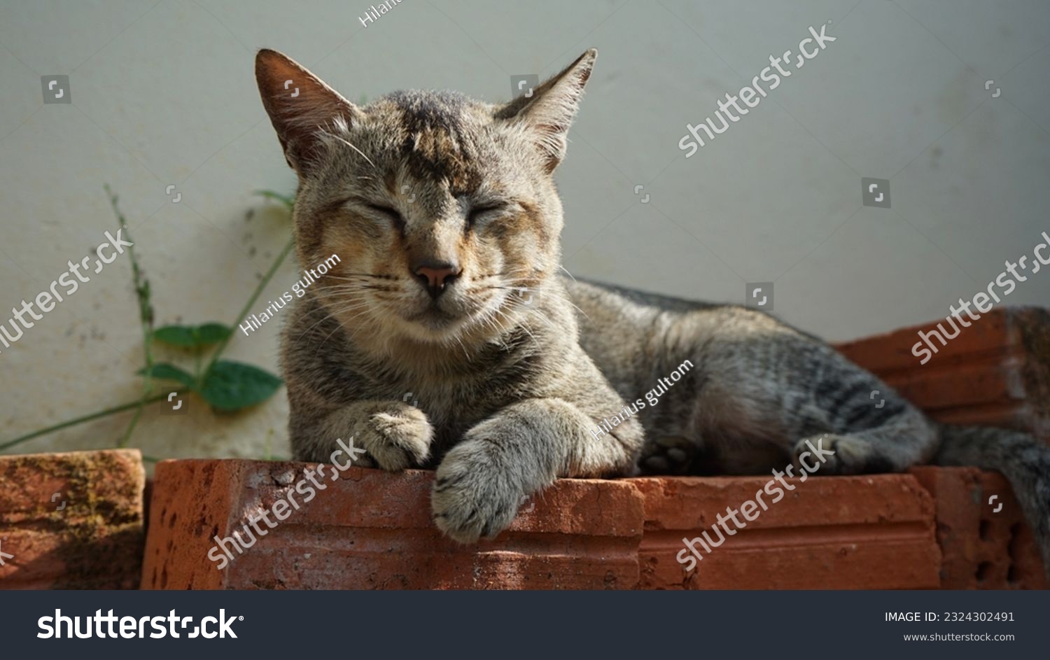 moggy cat or mutt cat sitting on a pile of bricks #2324302491
