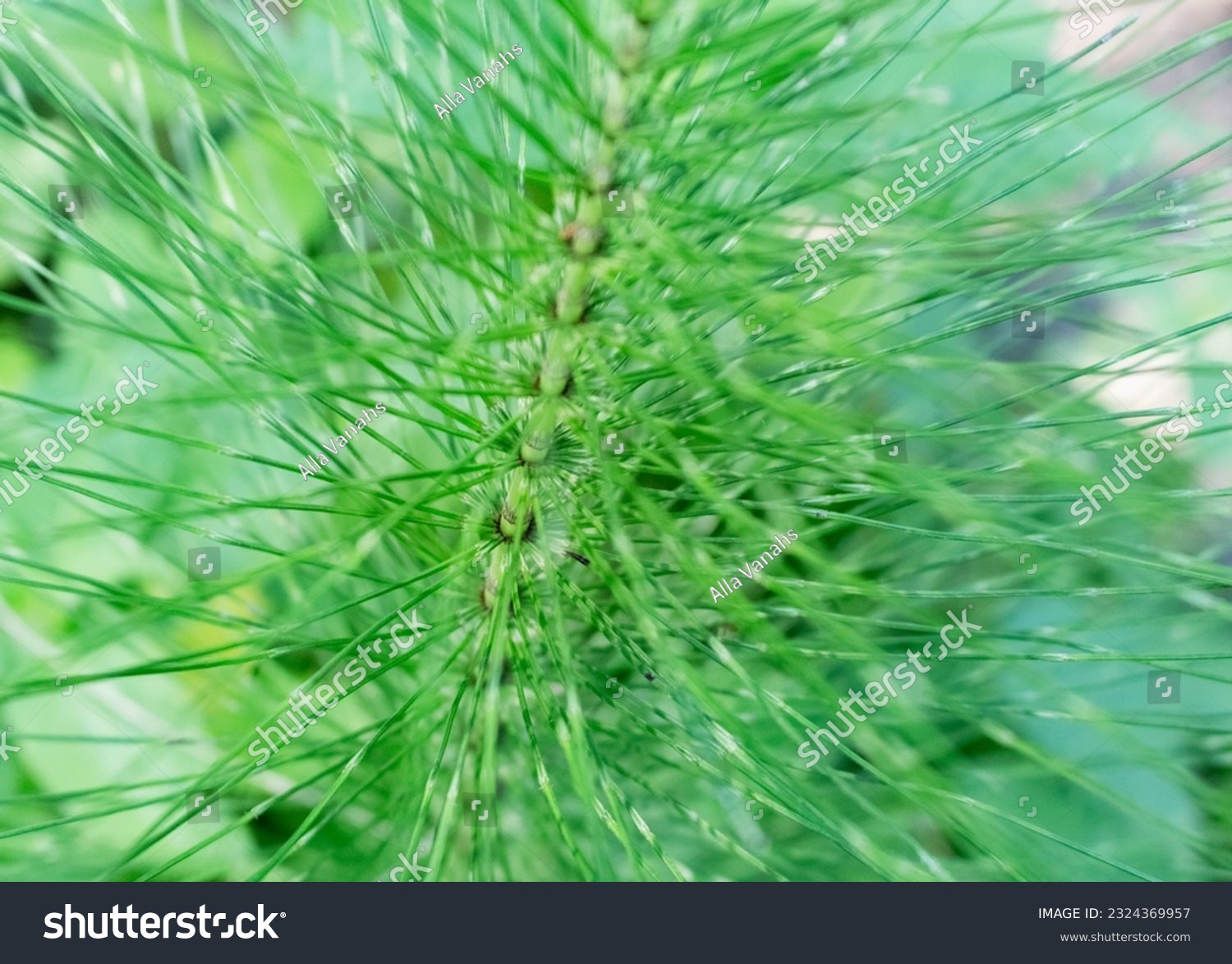 horsetail plant stem close-up, wild vegetation

 #2324369957