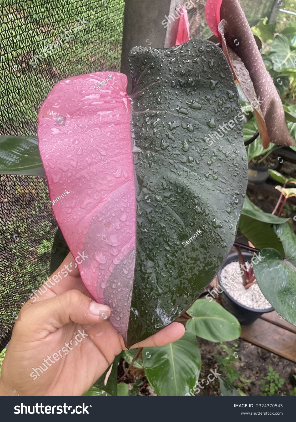Philodendron pink princess variegated rare items half color #2324370543