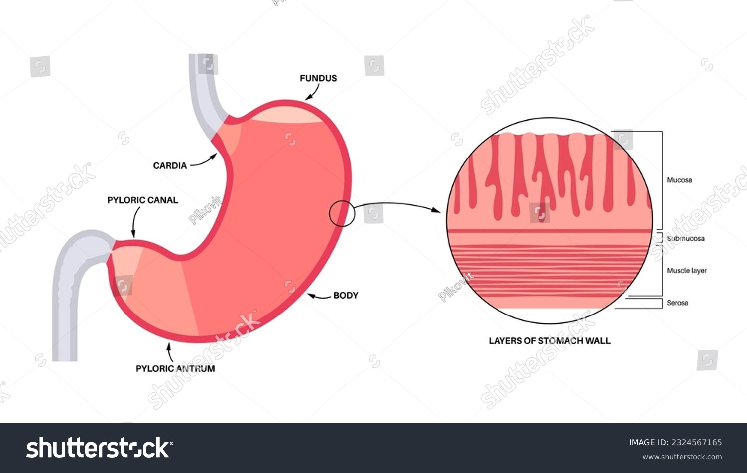 Mucous membrane anatomical poster. Stomach wall - Royalty Free Stock ...