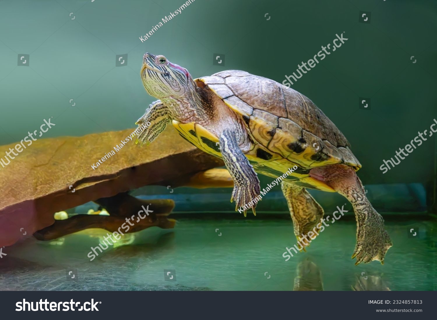 Domestic red eared turtle, Trachemys scripta in aquarium. Pond slider swimming in water. Famous fresh water tortoise for aquarium hobby. Aquatic organism, underwater life, aquarium pet #2324857813