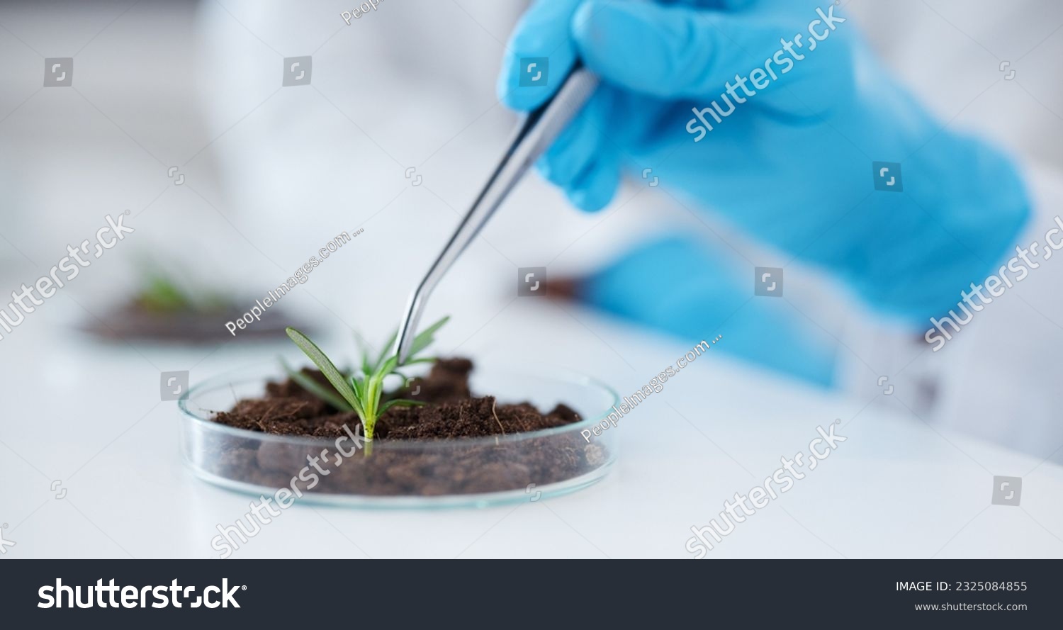 Tweezer, hands and scientist with plant for botany research, experiment and sample. Science, medical professional and doctor with petri dish for food, study and agriculture for natural growth in lab #2325084855