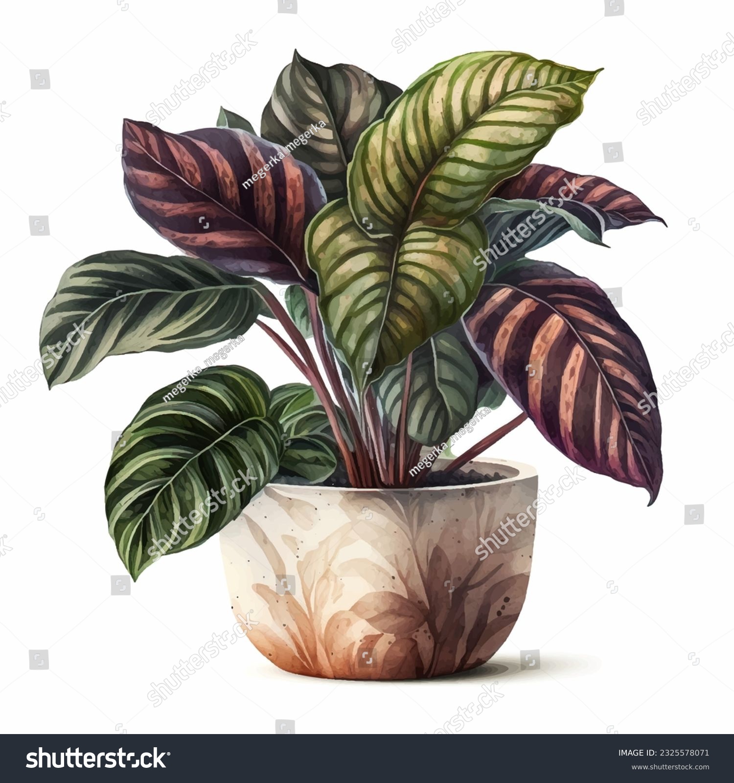 Watercolor calathea orbifolia. Drawing of a plant in a pot with leaves. Watercolor illustration on white #2325578071