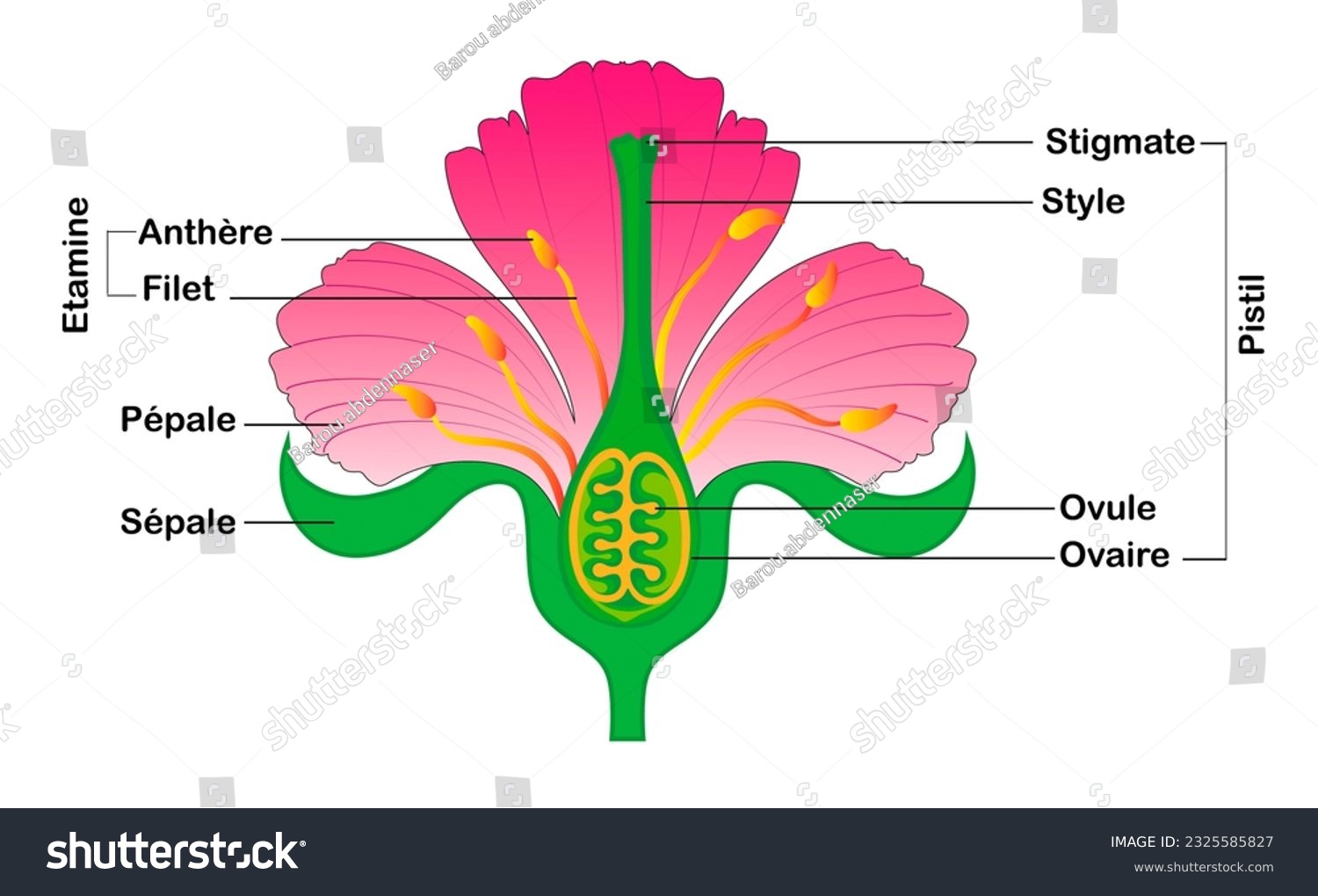 The Important Parts Of A Flower. - Royalty Free Stock Photo 2325585827 