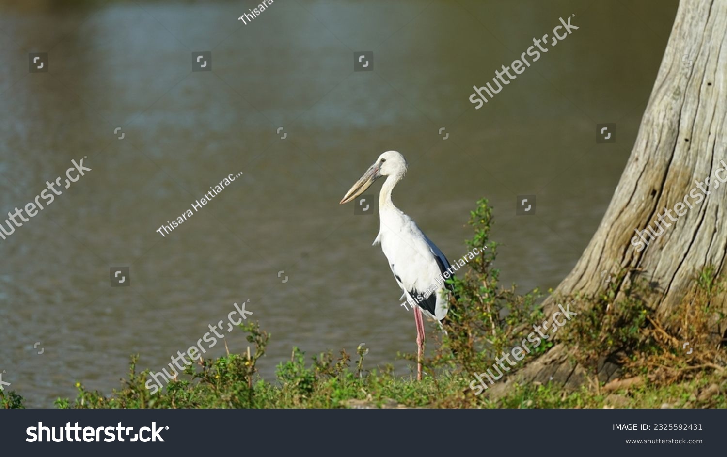 Feeding Behavior: The Asian Openbill has a specialized feeding behavior. Its distinct bill shape allows it to feed primarily on large mollusks, especially snails. The bill is used to probe and pry ope #2325592431