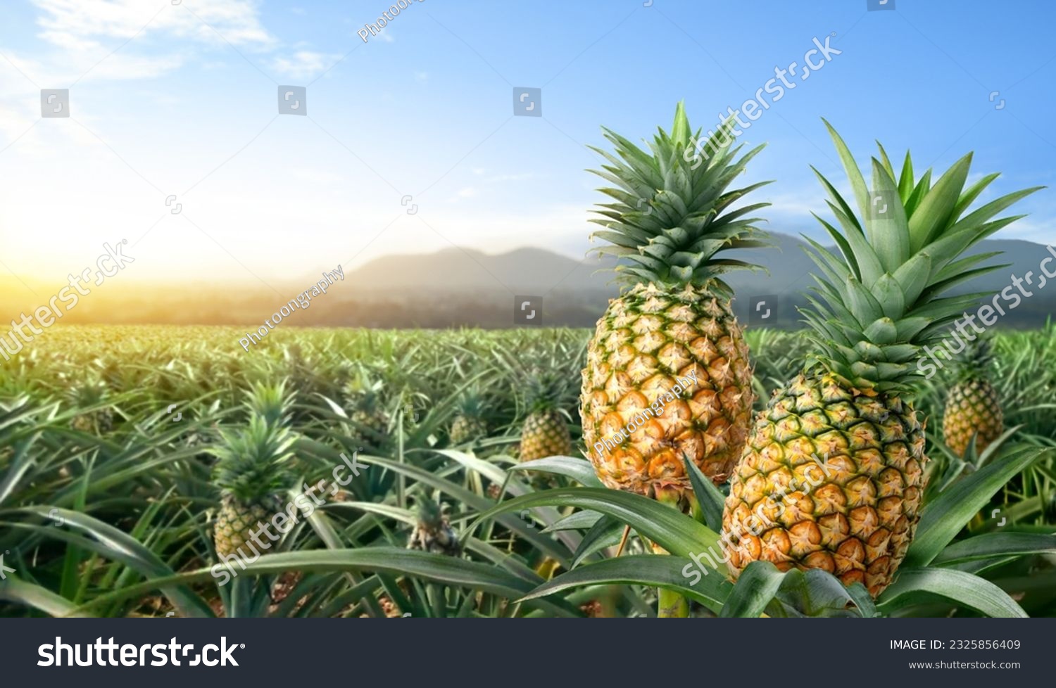 Close-up two pineapple fruits in pineapple farming. #2325856409