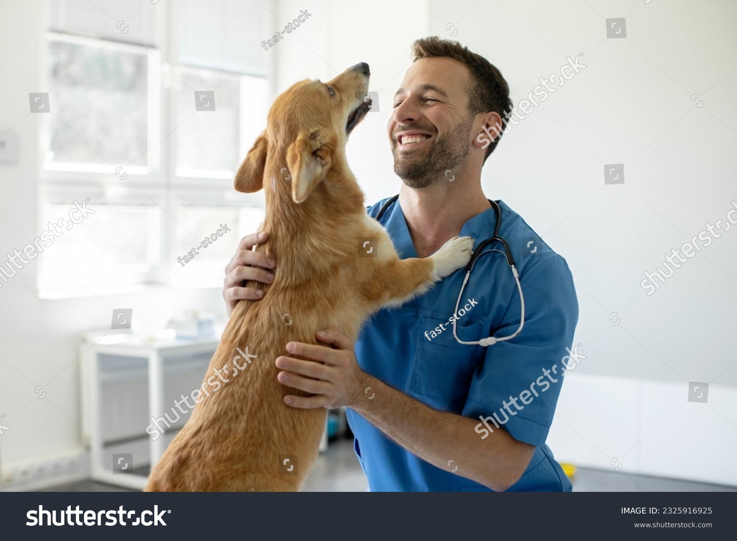 Happy man vet doctor in blue uniform cuddling pembroke welsh corgi dog, playing with little dog after treatment, free space #2325916925