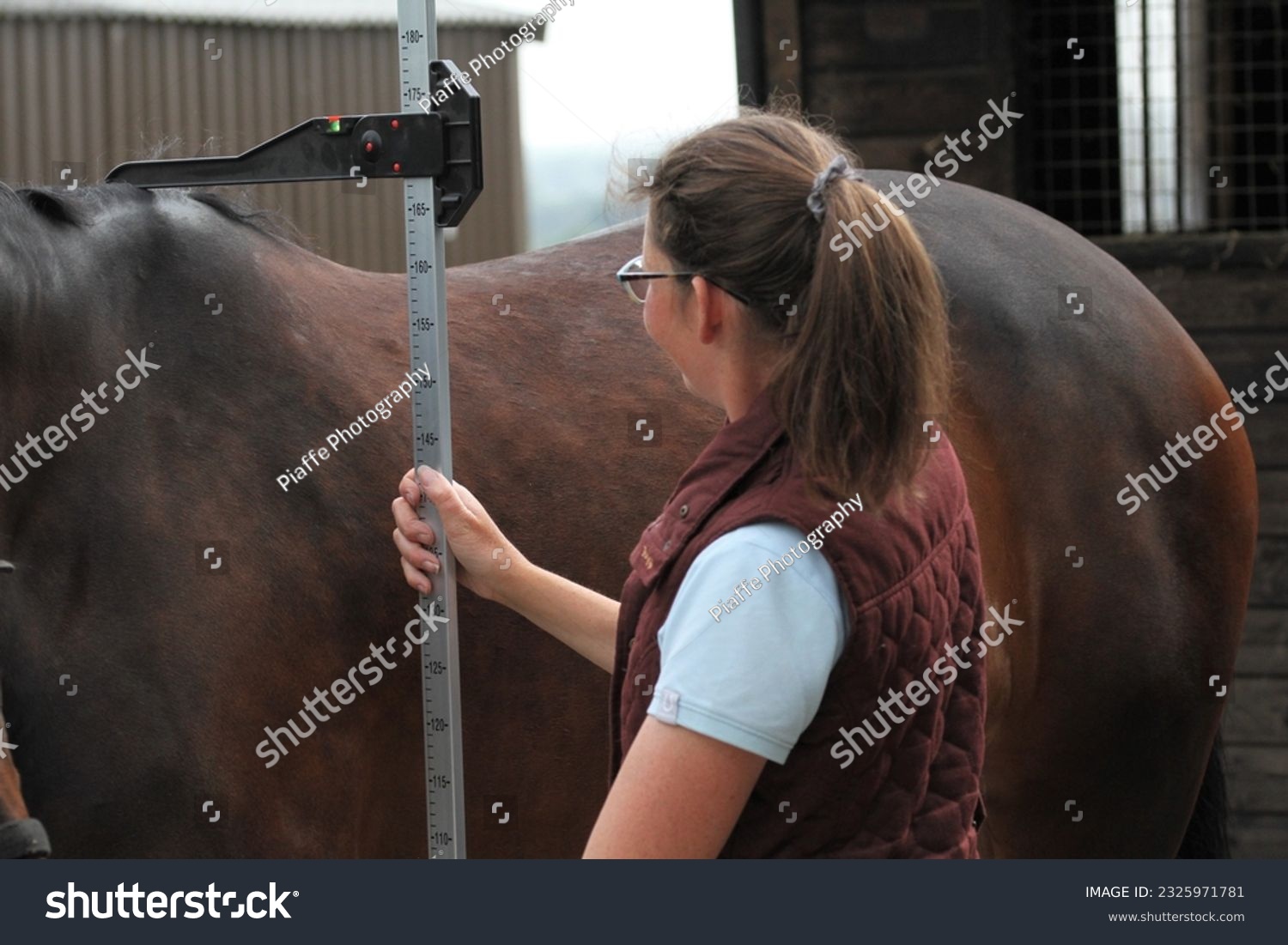 Horses height being measured with an equestrian measuring stick. Equine   #2325971781