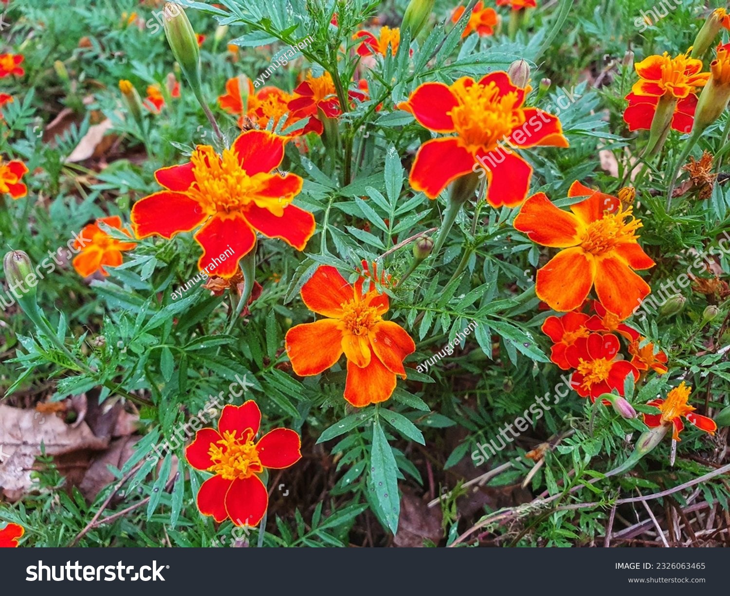 
Tagetes Tenuifolia or Signet Marigold in Tangerine Gem #2326063465