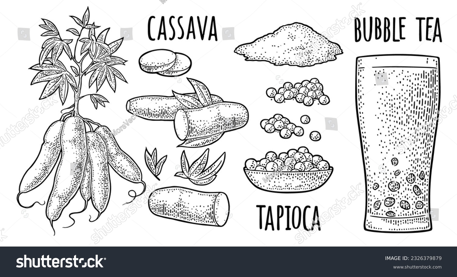 Cassava manioc plants with leaves, tuber, slice, tapioca pearl ball, bunch of starch, bubble milk tea glass, plate with boba. Vector color vintage engraving illustration. Isolated on white #2326379879